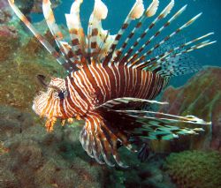 Lionfish taken at Phi Phi Islands, Thailand with a Canon A80 by Dennis Siau 